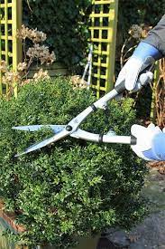 buxus snoeien hoe en wanneer buxus tuin tuin bomen tuin snoeien