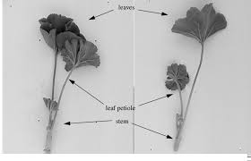 Image result for cuttings of geraniums