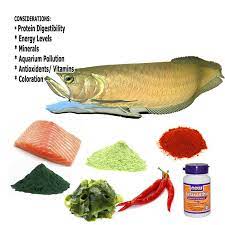 aquarium fish food requirements fish recipes aquarium fish food fish
