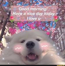 Pin By Molly Zaninovich On Furry Friends Cute Love Memes Sweet Memes Cute Memes
