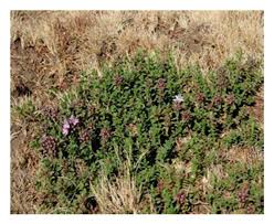 Image result for Lippia abyssinica