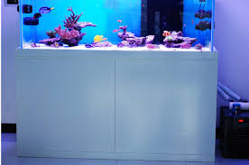 获取香港最好的水族馆维护服务提供商 in 2021 fish tank coral hong kong
