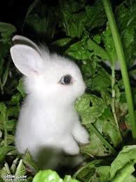 صور ارانب زى العسل سكرررررررررررررررر منتدى فتكات Cute Baby Bunnies Fluffy Animals Cute Bunny Pictures