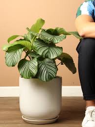 Image result for calathea