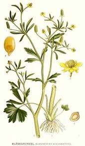 Image result for Ranunculus sceleratus
