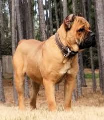 We hope this guide helped you find the best cane corso breeders in florida. Cane Corso Breeder In Texas Cane Corso Cane Corso Breeders Cane Corso Kennel
