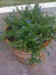 The common cultivar is known as 'blue daze', but you may also find 'hawaiian blue eyes'. Plantfiles Pictures Evolvulus Blue Daze Hawaiian Blue Eyes Blue Daze Evolvulus Glomeratus By Tnnative1