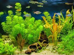 Live plants └ fish & aquarium supplies └ pet supplies all categories antiques art baby books, comics & magazines business, office & industrial cameras & photography cars. Growing Aquarium Plants How To Grow Aquarium Plants