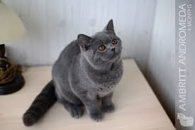 The british shorthair is a study in roundness. British Shorthair Cats Starfall Lt
