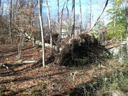 Image result for meme of downed trees
