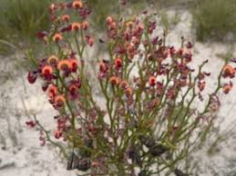 Image result for Prismatocarpus cordifolius