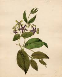 Image result for Periploca