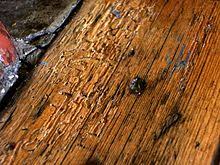 Common Furniture Beetle Wikipedia