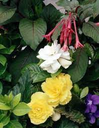 Outdoor Begonia Care Annual Flowers Blooming Plants Plants