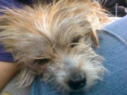 Http Oklahomacity Craigslist Org Laf 3818284834 Html Losing A Pet Pets