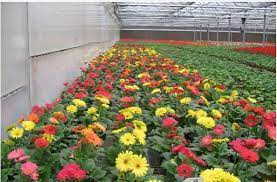 Hot Selling 1 Original Packing Gerbera Jamesonii Barberton Daisy Seeds Bonsai Potted Plant Diy Home Garden Free Shipping A23 In B Diy Plants Plants Bonsai Pots