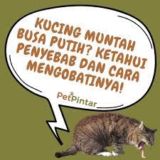 Kucing Muntah Busa Putih Ketahui Penyebab Dan Cara Mengobatinya Kucing Hewan Peliharaan Hewan