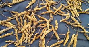 Keeda jadi is also known as himalayan viagra.it is found in india,tibet,bhutan and china. Cordyceps How Harvesting Himalayan Viagra Has Improved The Lot Of Uttarakhand S Villagers