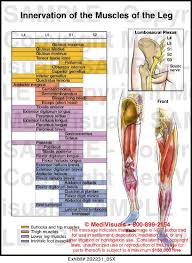 Lower Leg Muscle Chart Innervation Of The Muscles Of The