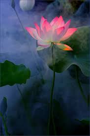 Pink Lotus Beautiful Flowers Flowers Lotus Flower