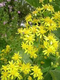 Goldenrod Flower Goldenrod Flower Goldenrod Sweet Home Alabama