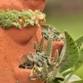 The Botanic Garden at OSU: Herb and Succulent Festival