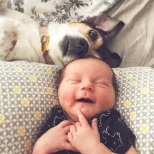 Humour drole video drole photos rigolote humour sexy. 20 Animaux Trop Droles Qui Sont Nes Pour Ameliorer Notre Humeur