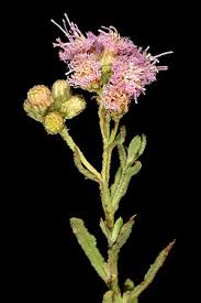 Image result for Litogyne gariepina