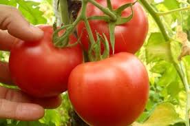 Tomate Canabec Super Botanix Variete Indigene Du Quebec Parfaitement Adaptee A Notre Climat Fruits Arrondis Rouge Vif De Ta Permaculture Tomato Vegetables