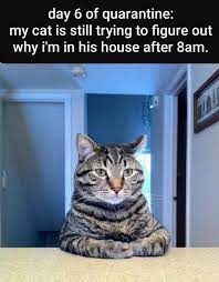 Saturday is that day most of us look forward to. Caturday Memes For The Feline Lovers Cat Memes Cats Memes