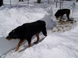 That S Some Deep Snow Animals Friends Watch Dogs Dogs Of The World