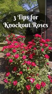 3 Care Tips For Knock Out Roses Southern Gardening Gal Knockout Roses Beautiful Flowers Garden Plants