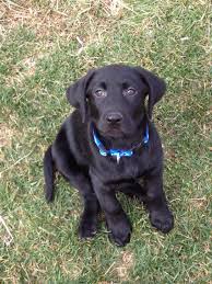 Jeb Sawyer 10 Weeks Old Labrador Retriever Dogs Labrador