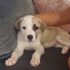 Check spelling or type a new query. Starting Over Animal Refuge Inc Reviews And Ratings Ocala Fl Donate Volunteer Review Greatnonprofits