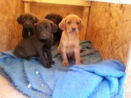 Redbone Lab Puppies Super Cute Lab Puppies Pets Puppies