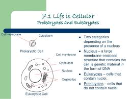 7.1 life is cellular build understanding answer key. Chapter 7 Cells Power Point Student Version