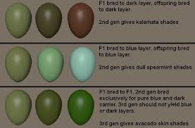 the olive egger thread chicken egg colors best egg