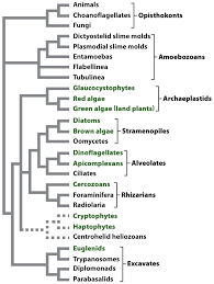Study Guide For Final Exam: Marine Biology