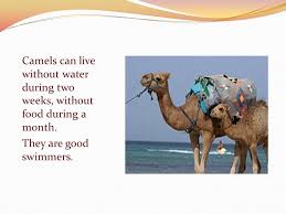 The kidneys of a camel have a long loop of henle, which increases the osmolality of urine. Camels Staroselskij Aleksandr 5 B Klass I Want To Tell About This Interesting Animal A Camel A Camel Is A Long Legged Animal With A Big Body A Ppt Download
