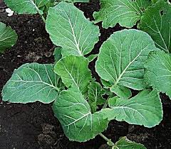 Select an option 1 cutting ($15.00) 2 cutting ($27.00) 5 cutting ($67.00) 10 cutting ($120.00) please select an option. Different Kinds Of Cabbage Popular Cabbage Varieties For The Garden New