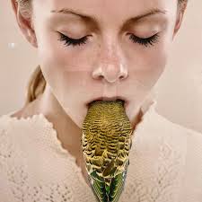 So thrilled to be exhibiting in this incredible exhibition A Nest in the  Hills @mudgeeartsprecinct A second iteration of Shoalhaven River Mouth  Birds and habitat is installed,