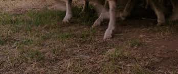 Watch hd movies online for free and download the latest movies. The Pack 2015 Torrent Movie Download Yify