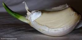 Image result for Don’t Ever Throw Out Sprouted Garlic. Here’s Why