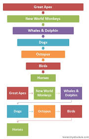 Hierarchy Of Animal Intelligence Hierarchy Structure