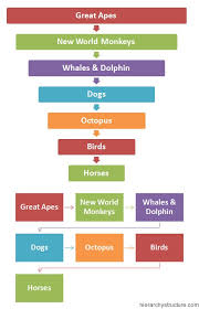 hierarchy of animal intelligence hierarchy structure