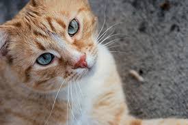 How old is my cat? 9 Fun Facts About Orange Tabby Cats The Purrington Post