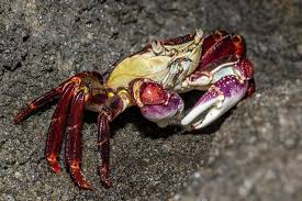 Image result for Streptocarpus leptopus