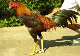 Bentuk dan model kaki ayam petarung pukul saraf/ko : Cara Merawat Ayam Bangkok Melatih Mental Makanan Dan Jamunya