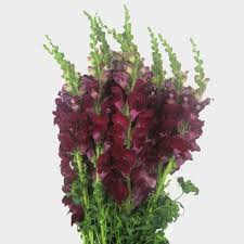 Wix.com is a platform that gives you the freedom to create, design, manage and develop your web presence exactly the way. Wholesale Flowers Bulk Flowers Online Blooms By The Box