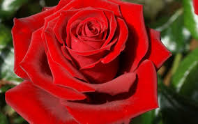 La rosa rossa è simbolo di amore intenso e passionale ed è solitamente quella su cui ricade la scelta. Sognare Rose Interpretazione Numeri Sognipedia It